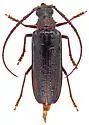 Tragosoma spiculum - photo 5