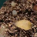 Dandelion root aphid - photo 2