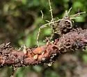 Dandelion root aphid - photo 3