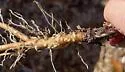 Dandelion root aphid - photo 4
