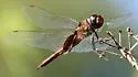 Vermilion Saddlebags