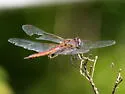 Vermilion Saddlebags - photo 2