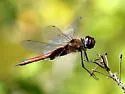 Vermilion Saddlebags - photo 3