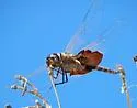 Carolina Saddlebags