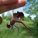 Carolina Saddlebags - photo 3