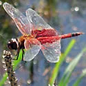 Carolina Saddlebags - photo 4