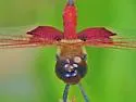 Carolina Saddlebags - photo 5