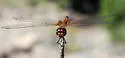 Striped Saddlebags