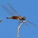 Striped Saddlebags - photo 2