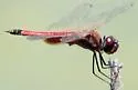 Striped Saddlebags - photo 3