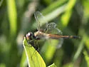Striped Saddlebags - photo 4