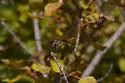 Striped Saddlebags - photo 5