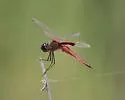 Antillean Saddlebags