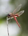 Antillean Saddlebags - photo 2