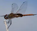 Antillean Saddlebags - photo 3