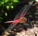 Antillean Saddlebags - photo 4