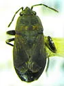 Trapezonotus arenarius