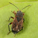 Trapezonotus arenarius - photo 2