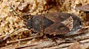 Trapezonotus arenarius - photo 4
