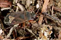 Trapezonotus arenarius - photo 5