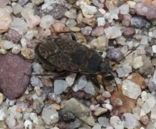 Trapezonotus derivatus 0