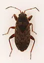 Trapezonotus diversus - Trapezonotus diversus