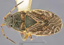 Trapezonotus diversus - photo 2