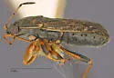 Trapezonotus diversus - photo 3
