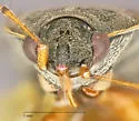 Trapezonotus diversus - photo 4