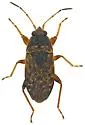 Trapezonotus diversus - photo 5