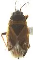 Trapezonotus lattini
