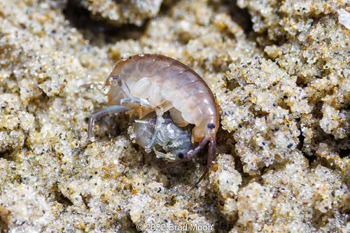 Pacific beach hopper - photo 5