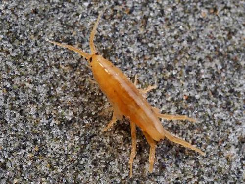Pacific beach hopper - photo 7