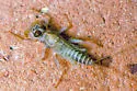 Traverella albertana