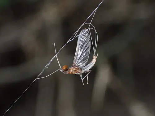 Traverella presidiana