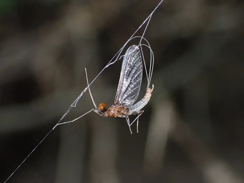 Traverella presidiana - photo 2