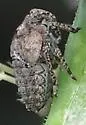 Traxus fulvus - photo 2