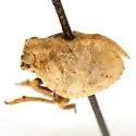 Traxus fulvus - photo 3