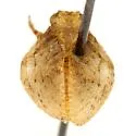 Traxus fulvus - photo 4