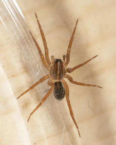 Marx pirate spider