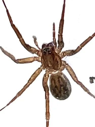 Marx pirate spider - photo 2