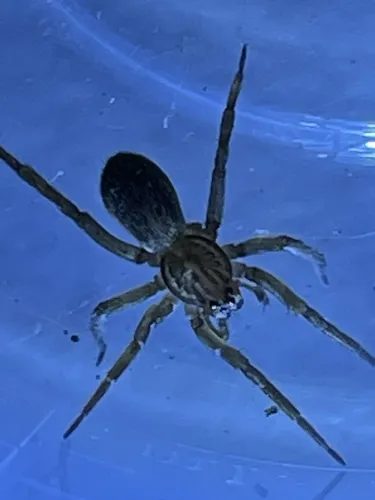 Marx pirate spider - photo 3