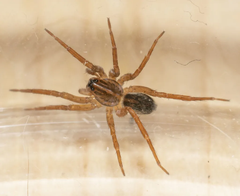 Marx pirate spider - photo 5