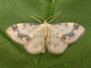 Treble Brown Spot - Idaea trigeminata