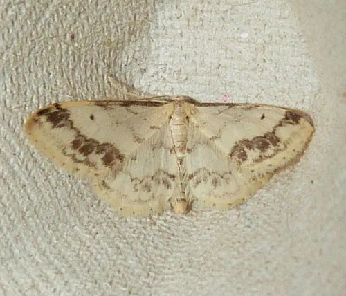 Treble Brown Spot - photo 2