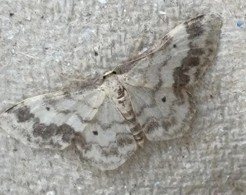 Treble Brown Spot - photo 3
