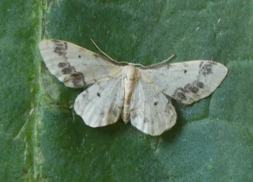 Treble Brown Spot - photo 4