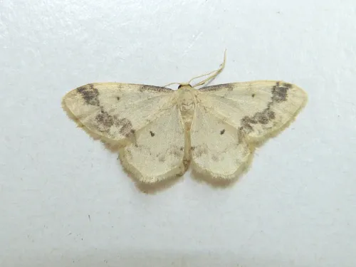 Treble Brown Spot - photo 5
