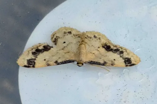 Treble Brown Spot - photo 6
