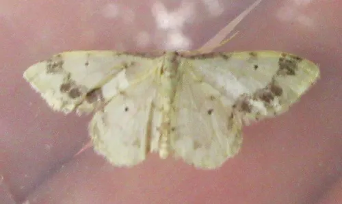 Treble Brown Spot - photo 7